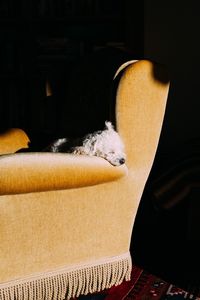 Close-up of dog sitting on sofa at home