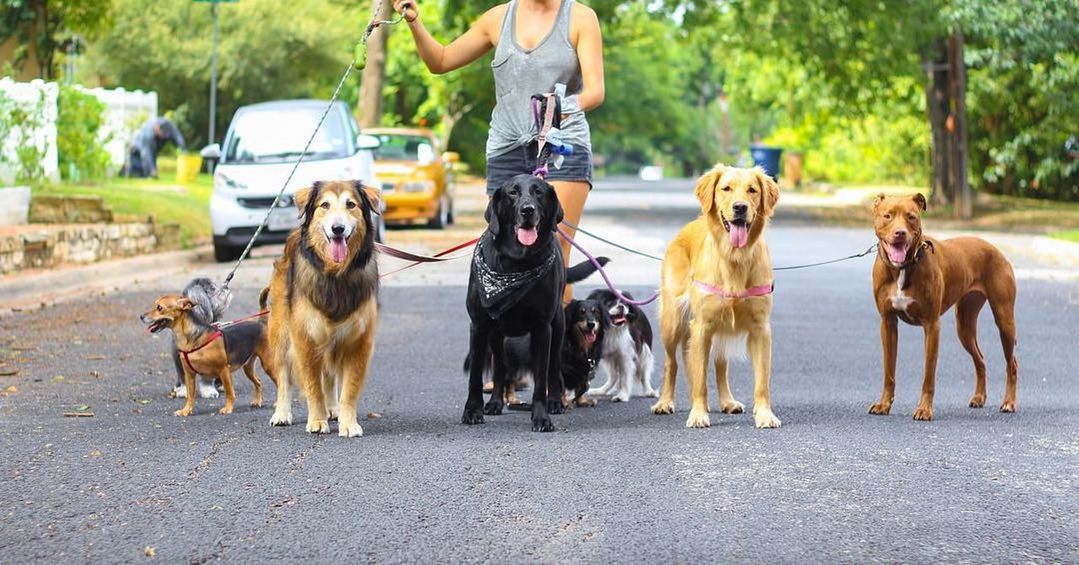 mammal, animal themes, domestic animals, animal, pet, dog, canine, one animal, transportation, road, adult, city, tree, lifestyles, women, day, one person, street, nature, men, young adult, plant, outdoors, leisure activity, walking