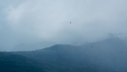 Bird flying over mountains against sky