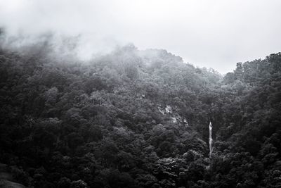 Trees against sky