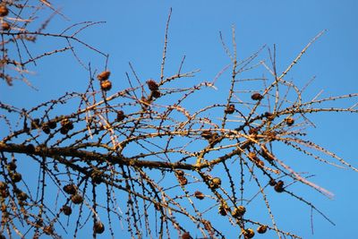 Low angle view of flower tree against clear blue sky