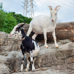 Two goats standing on rocks in a zoo in japan 