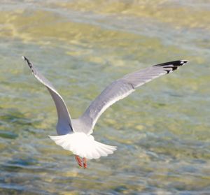 Close-up of seagull flying over water