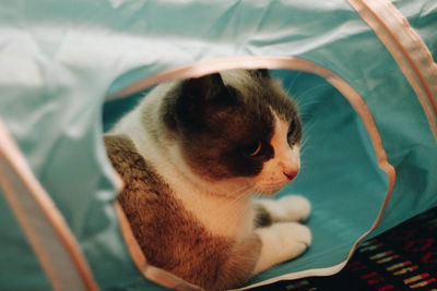 Close-up of kitten on bed