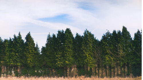 Low angle view of trees in forest against sky