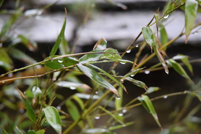 Close-up of insect on plant