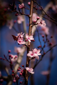 Close-up of pink cherry blossom