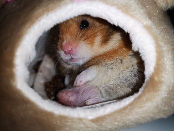 Close-up portrait of a syrian hamster 