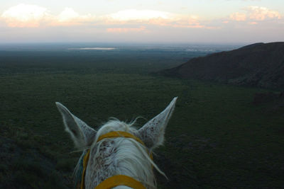 Close-up of horse on field against sky