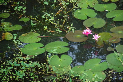 High angle view of pink lotus water lily in lake