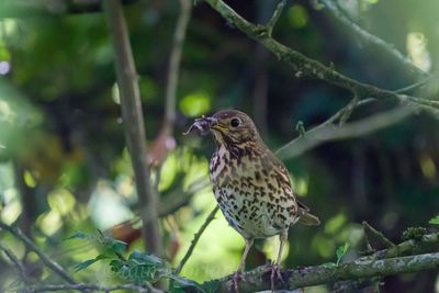 Close-up of bird perching on branch