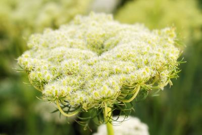 Close-up of flower against blurred background