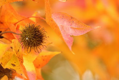 Close-up of orange rose in bloom during autumn