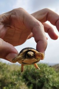 Close-up of human hand holding small turtle 