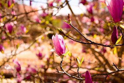 Close-up of pink flowers on branch