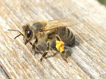 Close-up of bee pollinating on flower