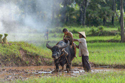 Farmers grow rice in the rainy season