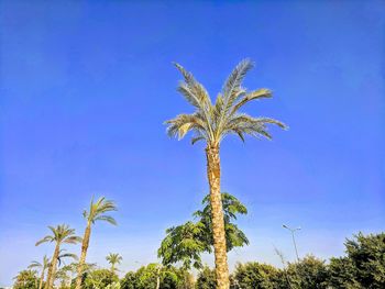 Low angle view of coconut palm tree against clear blue sky