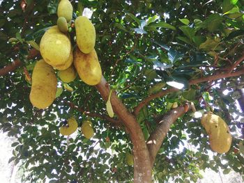 Low angle view of fruits hanging on tree