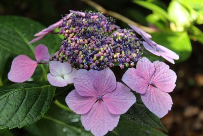 Close-up of purple flowering plant