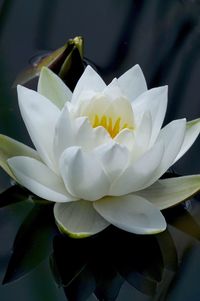 Close-up of white water lily