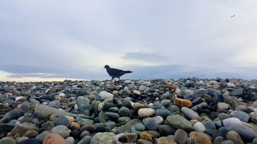 Birds perching on pebbles at beach against sky