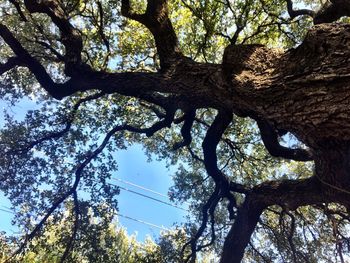 Low angle view of trees against sky