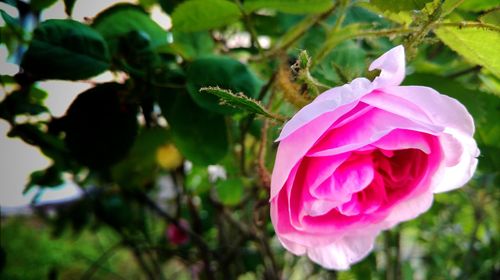 Close-up of pink flower blooming outdoors