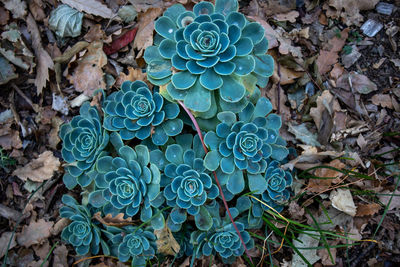 High angle view of succulent plant on field