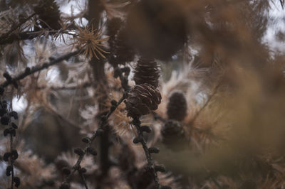 Close-up of tree