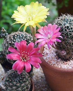 Close-up of pink flowering plant in pot