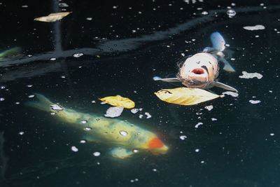 High angle view of fish swimming in pond