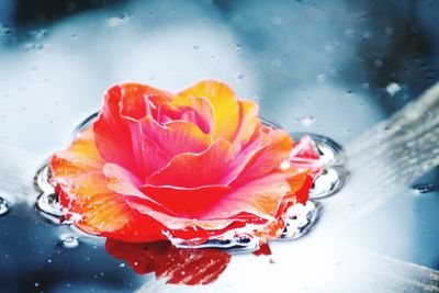 Close-up of wet red hibiscus