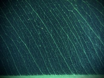 Full frame shot of wet leaves