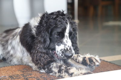 Portrait of dog relaxing on floor at home