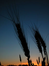 Low angle view of silhouette plants against blue sky