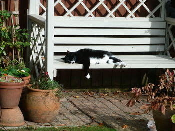 Cat and potted plants