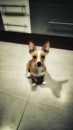 High angle portrait of dog sitting