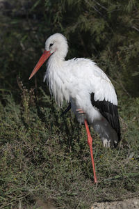 white stork