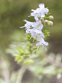 Close-up of white cherry blossom plant