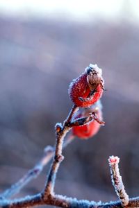 Close-up of rosehip at wintertime