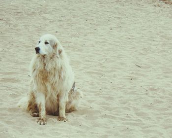 High angle view of dog sitting on sand