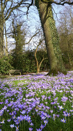 View of flowers growing on tree