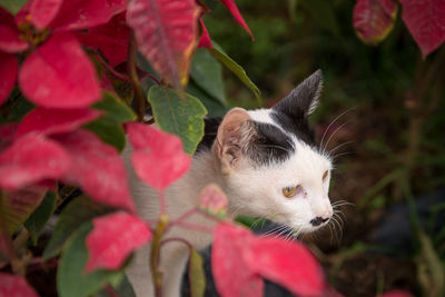Close-up of cat by red plants