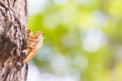 Close-up of insect on tree trunk