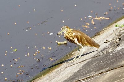 High angle view of bird perching on beach