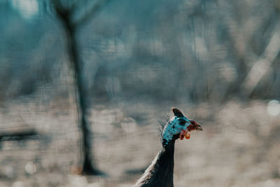 Side view of a rooster head on a land