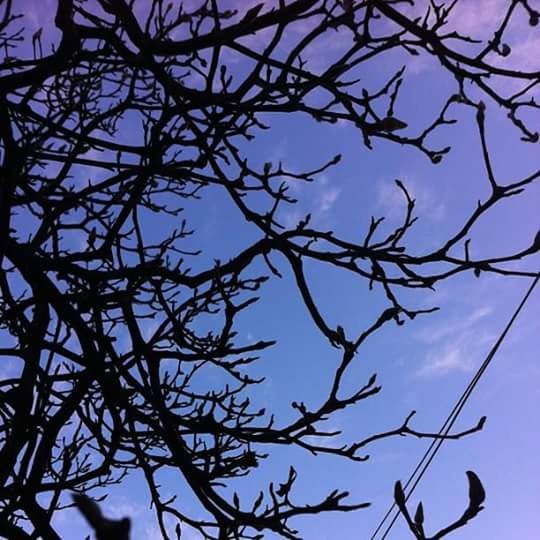 LOW ANGLE VIEW OF SILHOUETTE BIRD ON BARE TREE