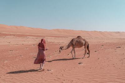 Woman meets dromedary camel.