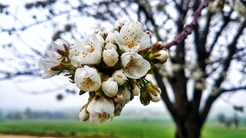 Close-up of white cherry blossom tree